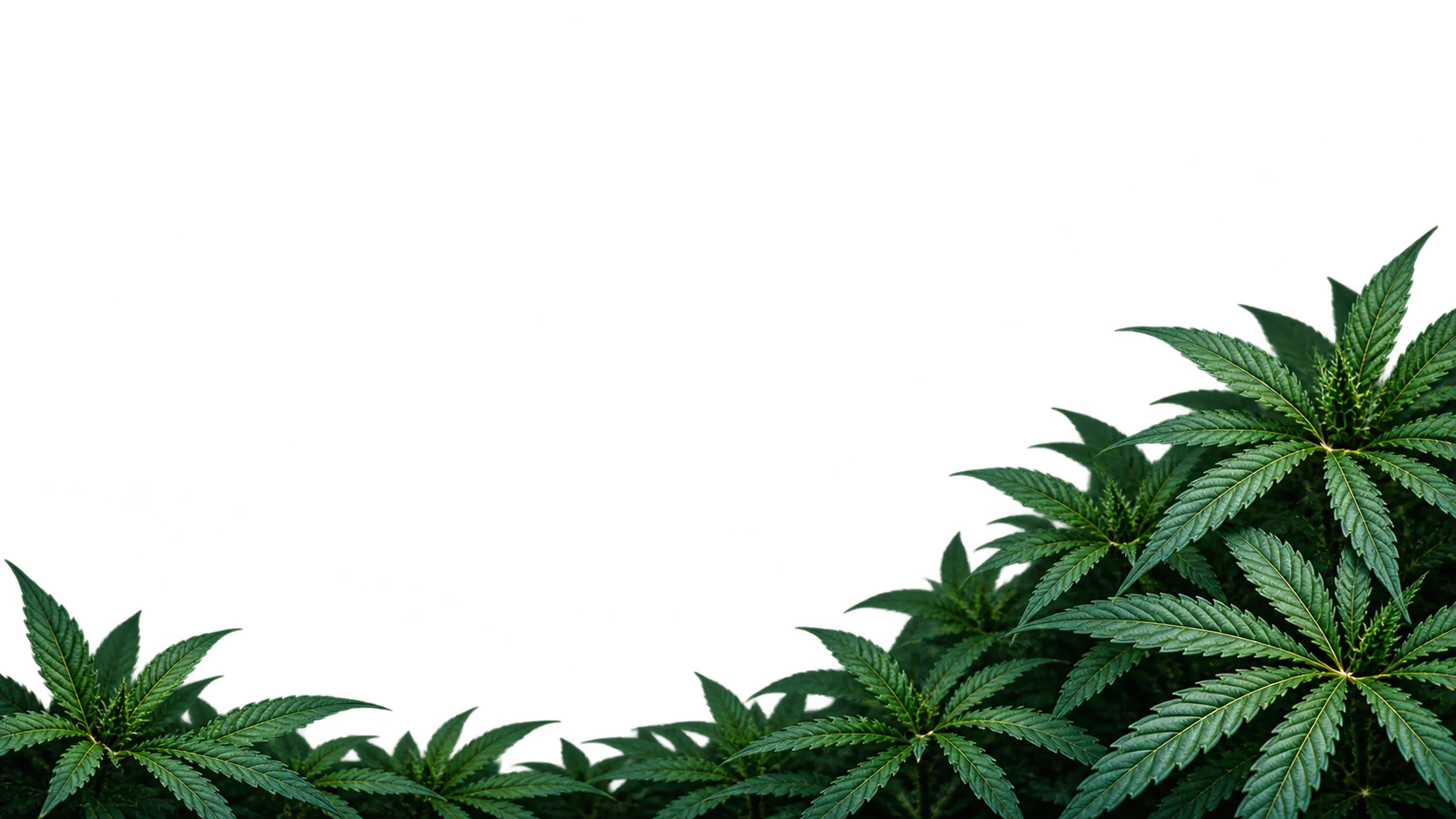 Base Foliage