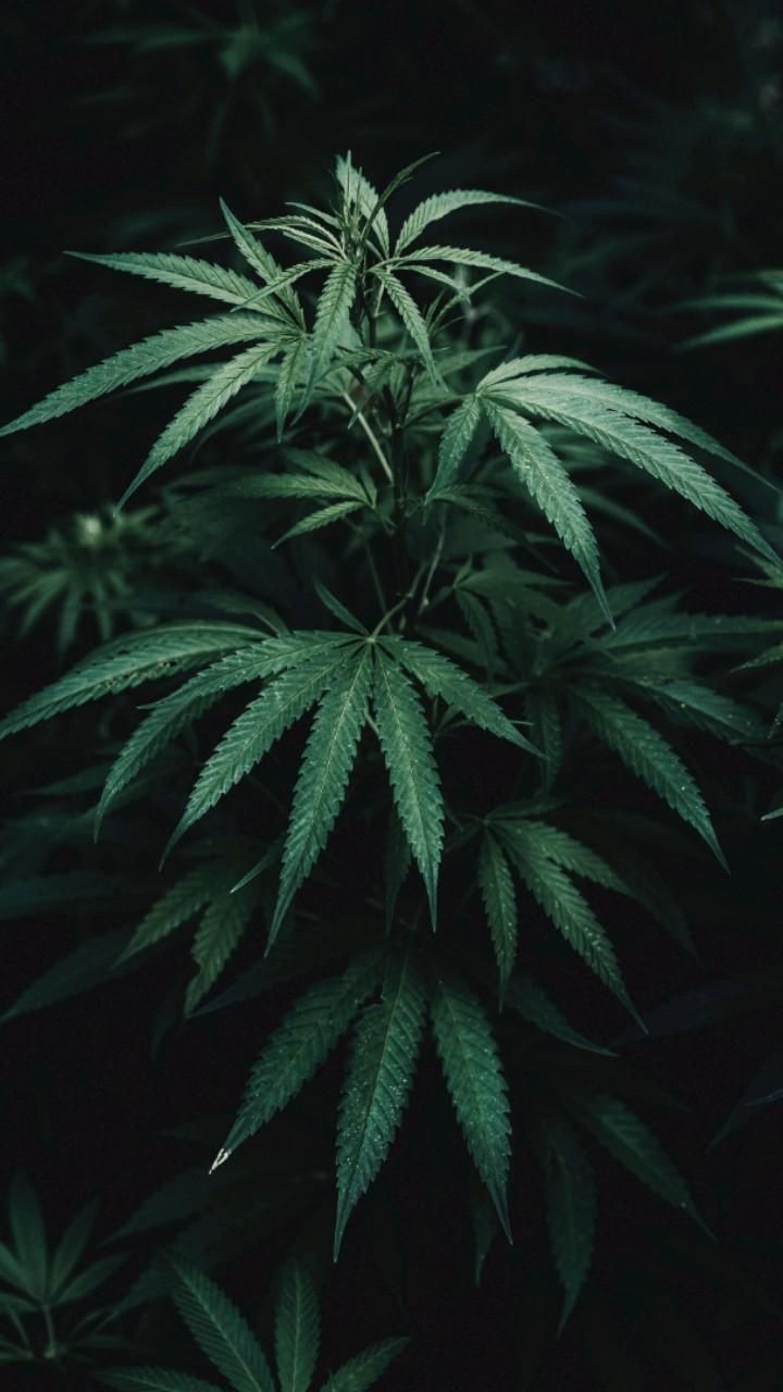 Close view of a green cannabis leaf at Natural Leaf in Rego Park