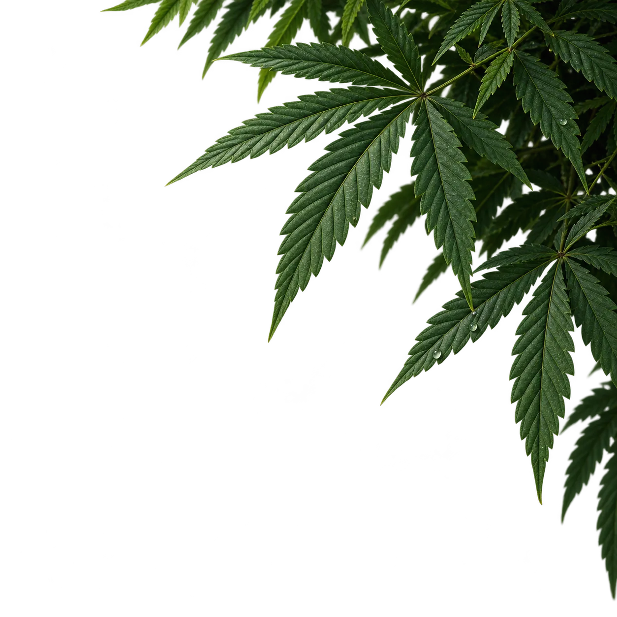 Foliage Topright