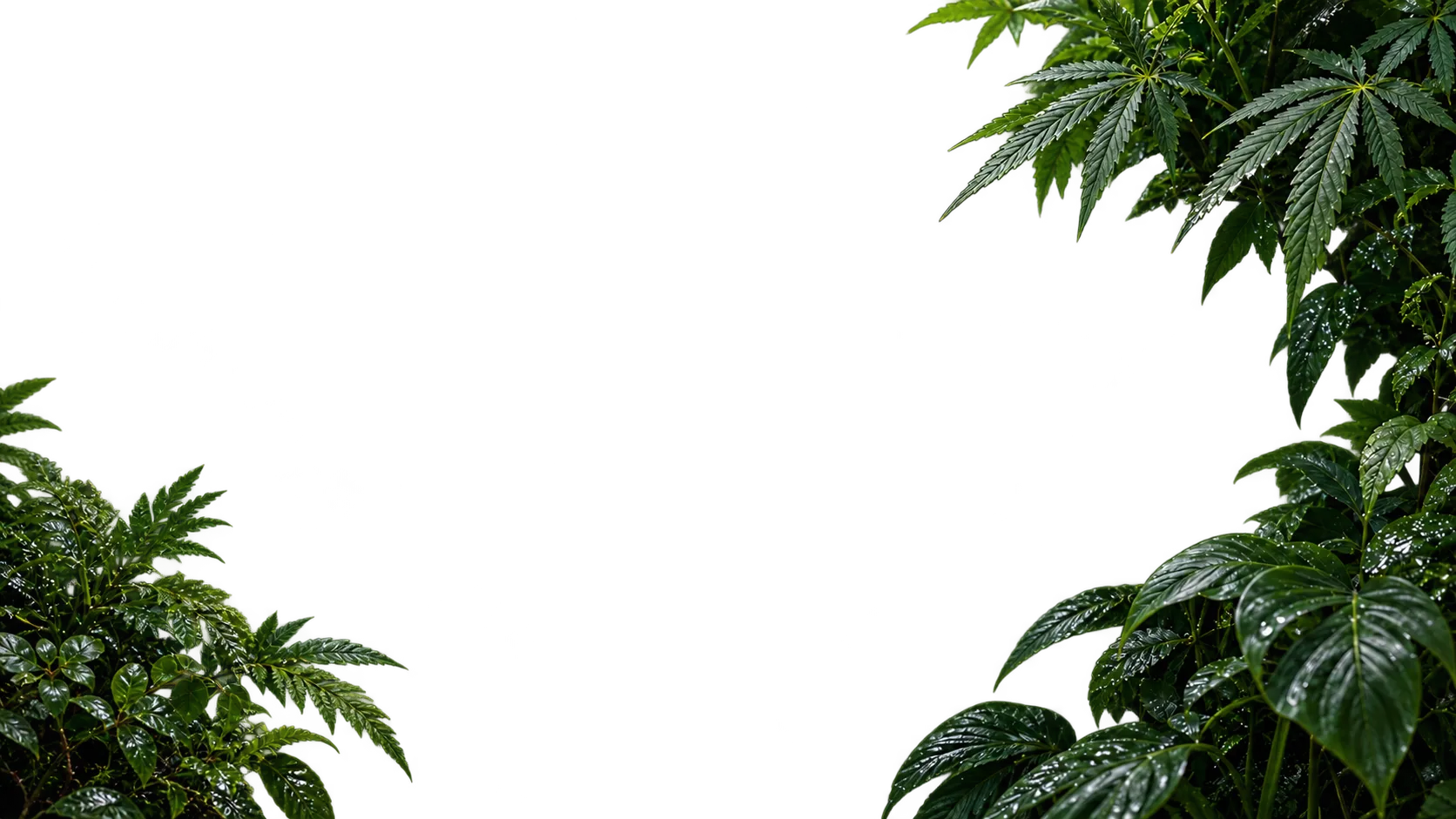Jungle Foreground