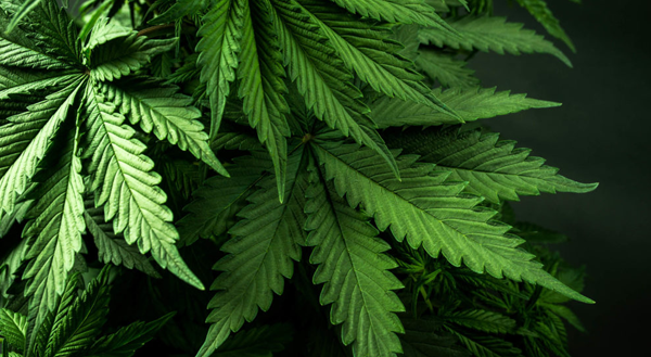 Legal Cannabis Dispensary Queens