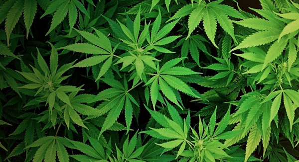 Best Cannabis Dispensary in Queens